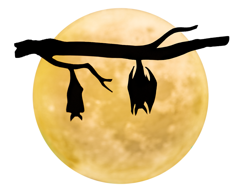 Halloween bats images free photos png stickers wallpapers backgrounds