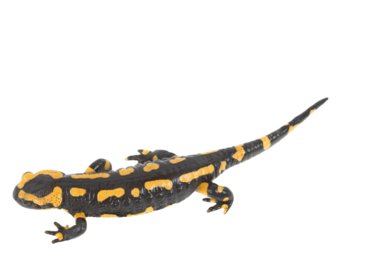 Salamander png transparent images free download vector files