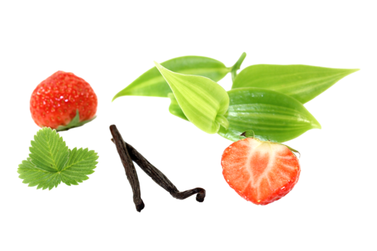 Vanilla leaves png transparent images free download vector files
