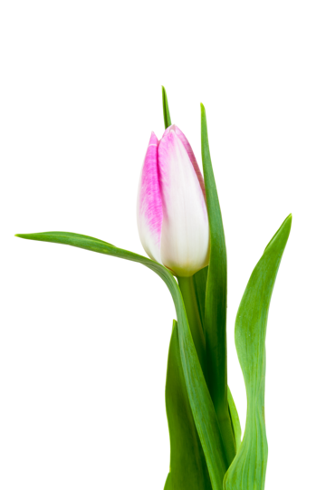 White tulip png transparent images free download vector files