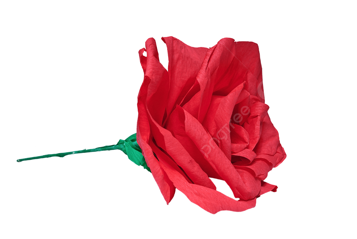 Rosebud png vector psd and clipart with transparent background for free download