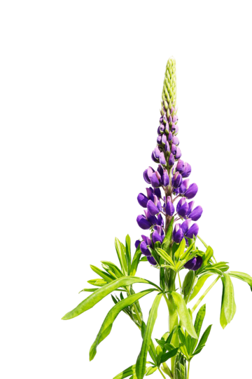 Lupine png vector psd and clipart with transparent background for free download