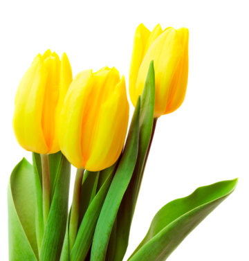Tulipan amarillos png imãgen transparent