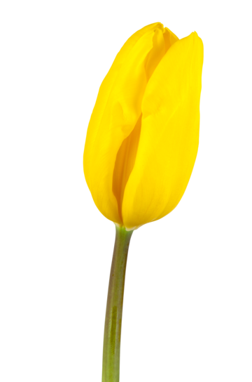 Tulipan amarillos png imãgen transparent