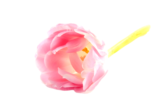 Dutch flower png transparent images free download vector files