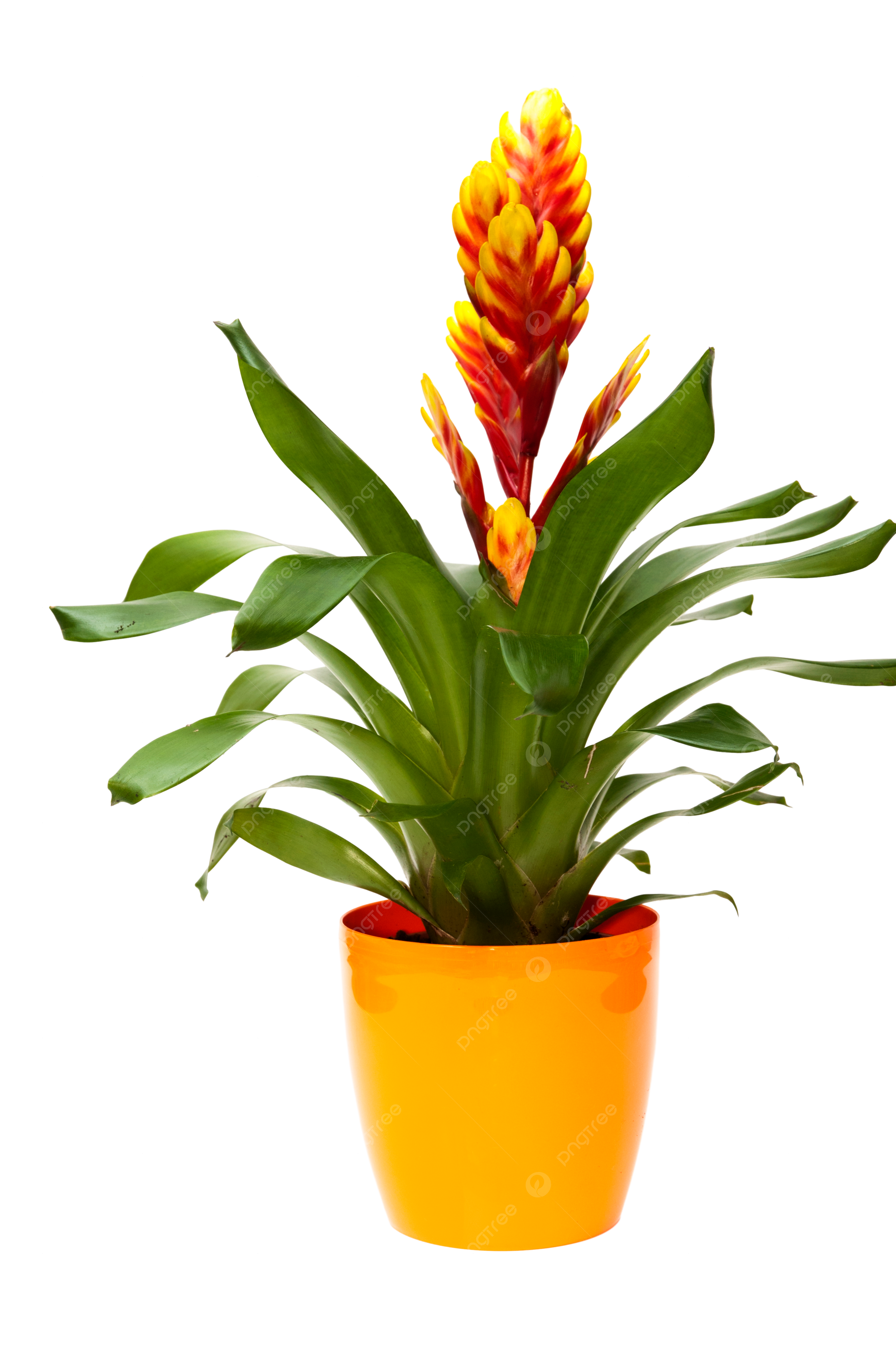 Vase of orange flowers arrangement vase green nature png transparent image and clipart for free download