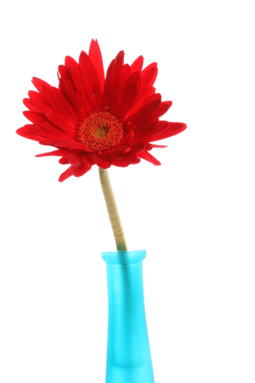 Red gerbera png transparent images free download vector files