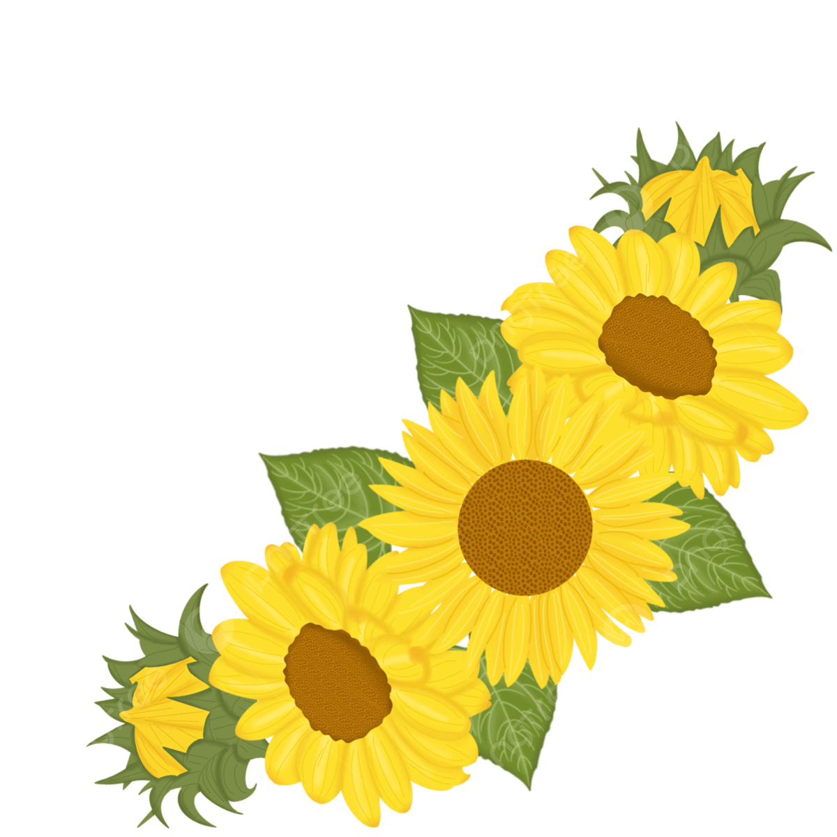 Sunflower arrangement png transparent images free download vector files