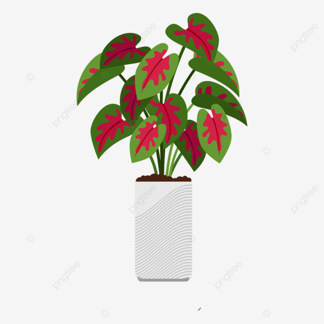 Caladium clipart hd png caladium plant in pot isolated on the white background pot ear white png image for free download