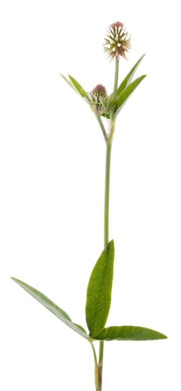Wildflower png vector psd and clipart with transparent background for free download