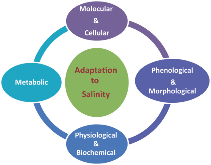 Introduction to âsalinity resilience and sustainable crop production under climate changeâ