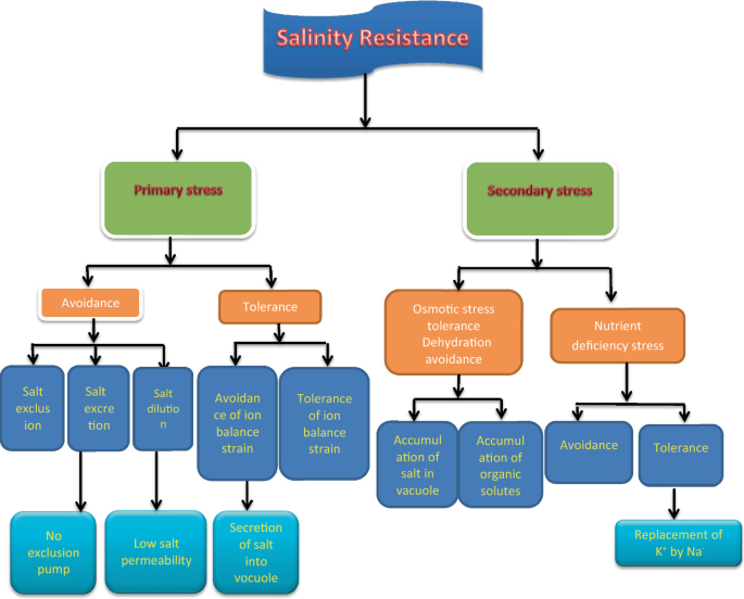 Protective mechanisms of salinity stress how do plants resilient salinity conditions