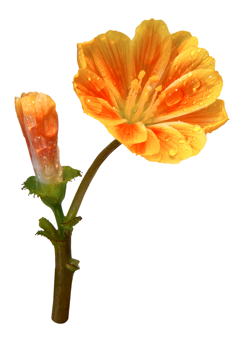 Cotyledon images free photos png stickers wallpapers backgrounds