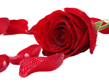 Rose card png transparent images free download vector files