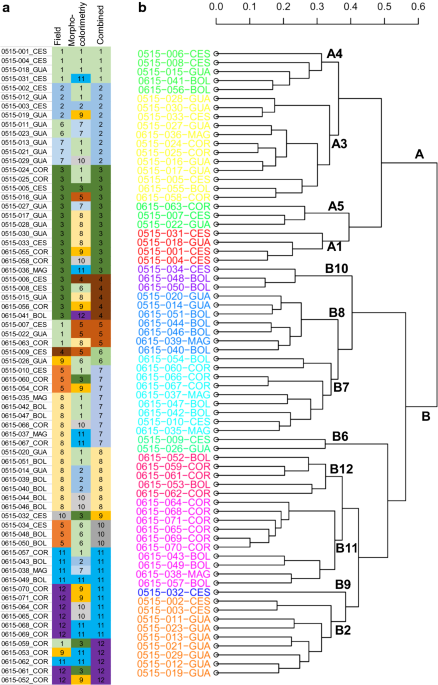 Morphometric and colourimetric tools to dissect morphological diversity an application in sweet potato ipomoea batatas l lam genetic resources and crop evolution