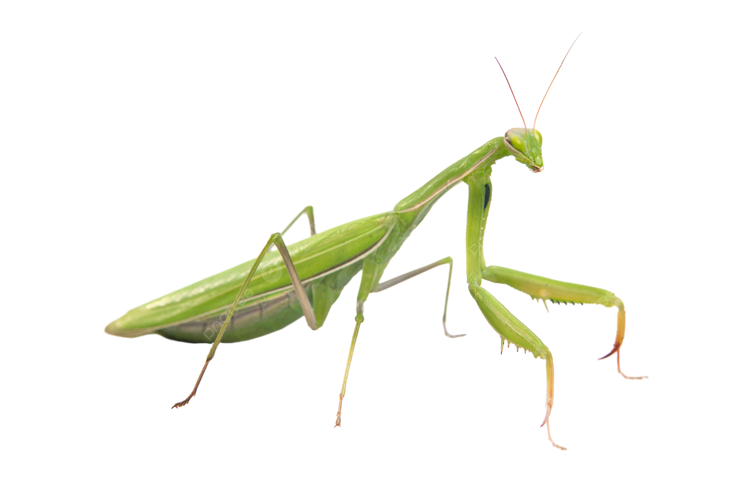 Mantis isolated on a white background mantis green portrait square png transparent image and clipart for free download