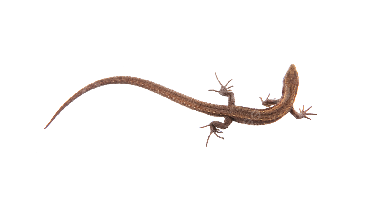 Reptile png vector psd and clipart with transparent background for free download