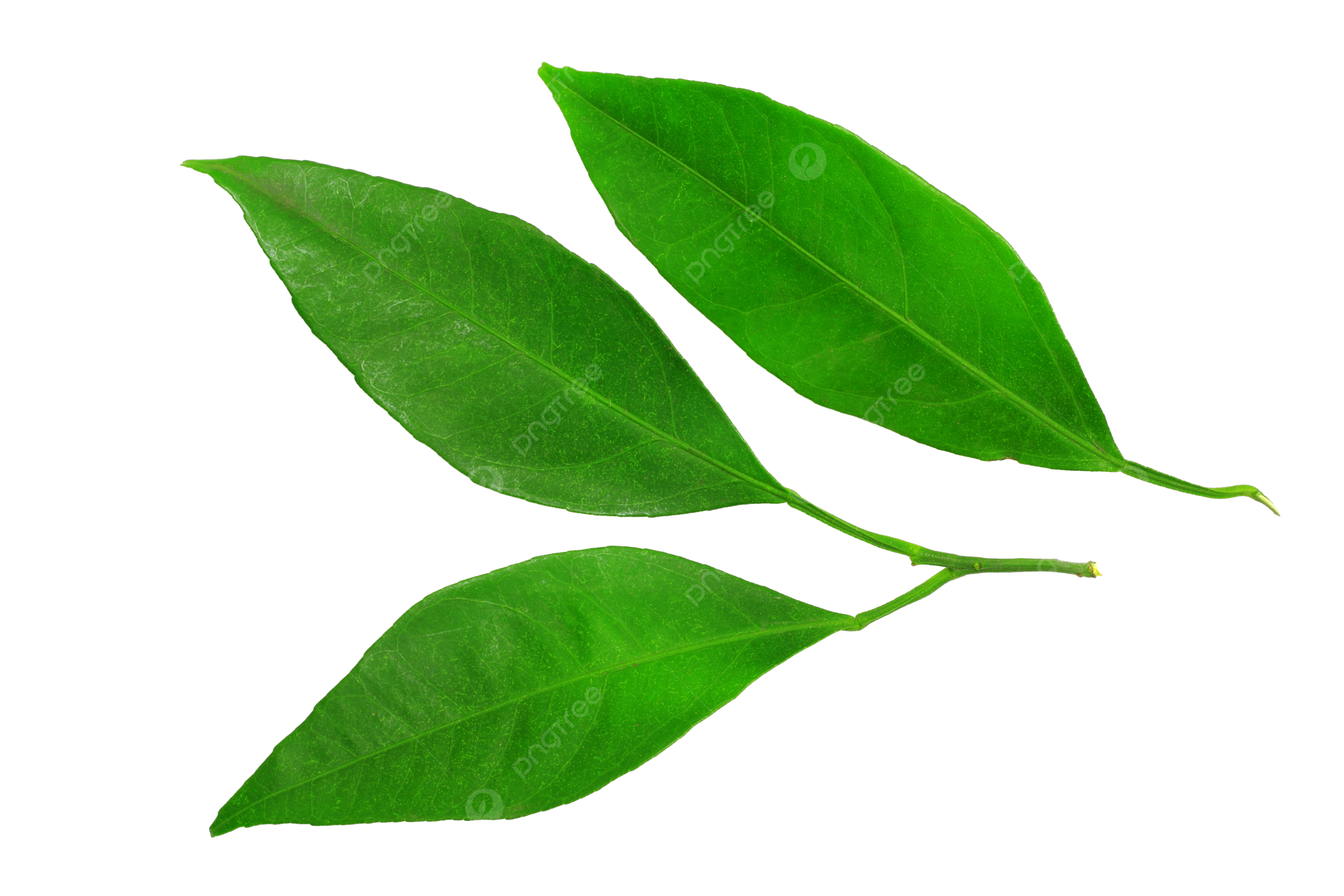 Orange branch png transparent images free download vector files