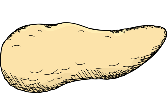 Pãncreas png vector psd e clipart para dcarga gratuita