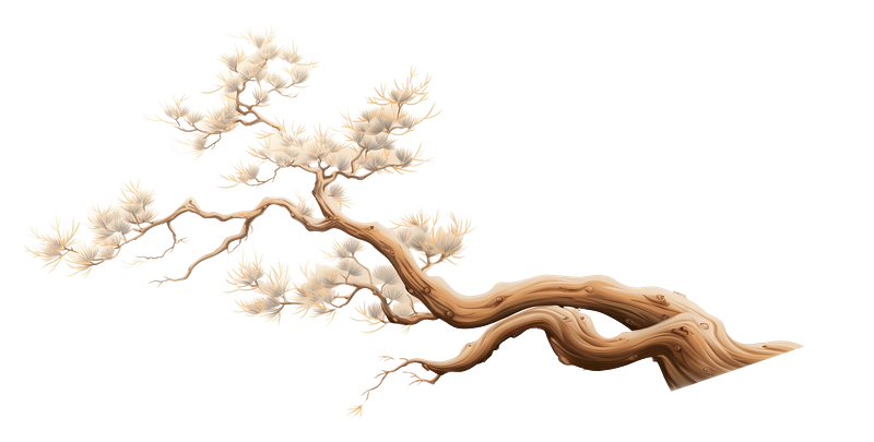 Cherry blossom outline images free photos png stickers wallpapers backgrounds