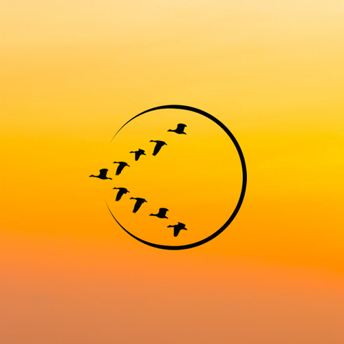 Adobe illustrator designs