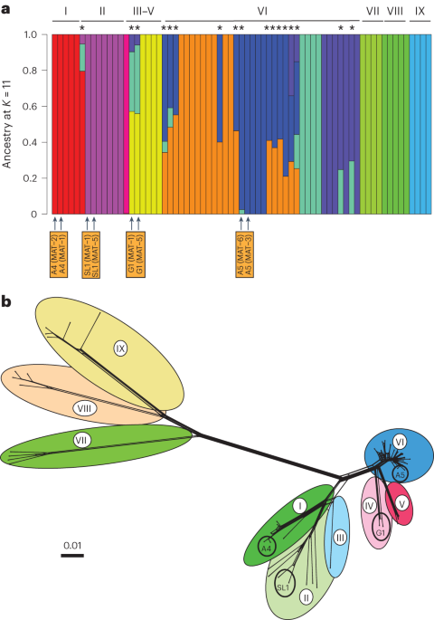 Arbuscular mycorrhizal fungi heterokaryons have two nuclear populations with distinct roles in hostâplant interactions microbiology