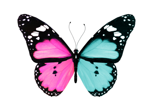 Butterfly heart png transparent images free download vector files