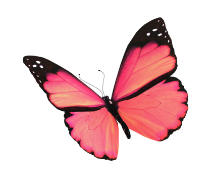 Celebration lights free png transparent images free download vector files
