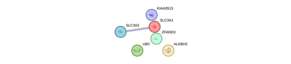 Zfand gene