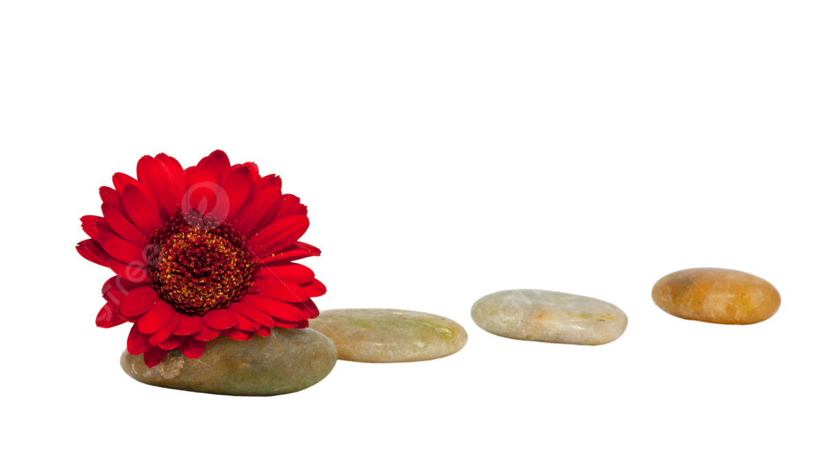 Rocas con flor roja verde png dibujos elemento dãa abstracto png imagen para dcarga gratuita