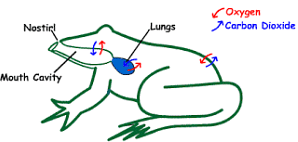 Respiration organisms chapter notes