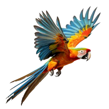 Parrot d png transparent images free download vector files