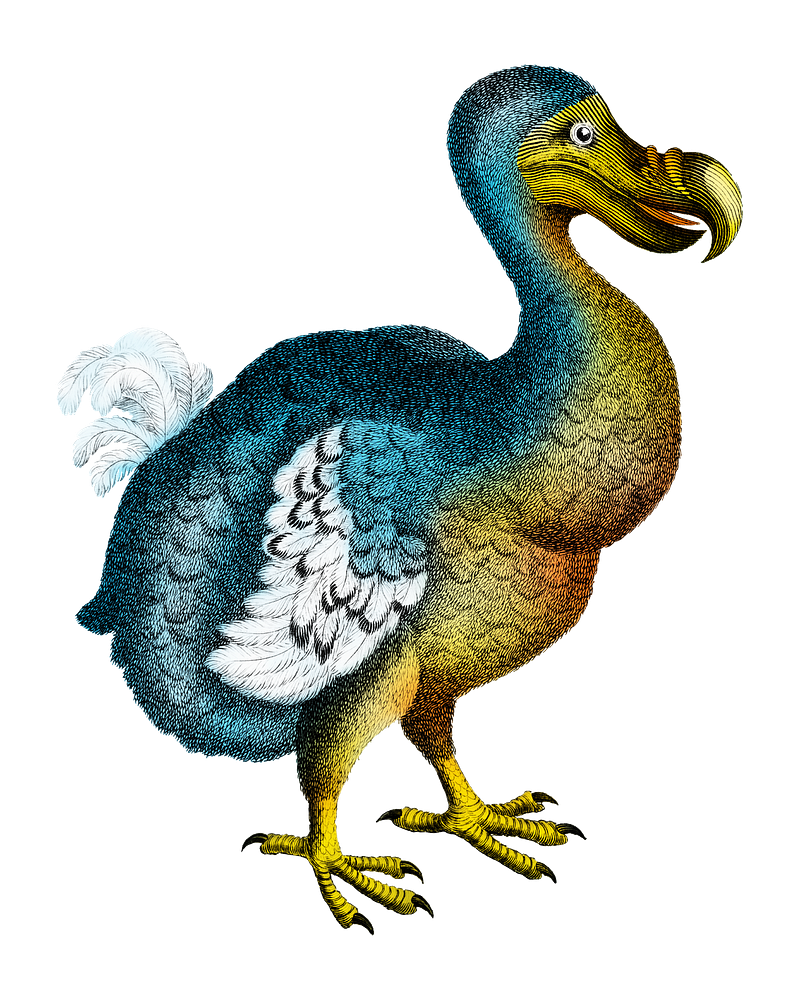 Dodo vintage images free photos png stickers wallpapers backgrounds