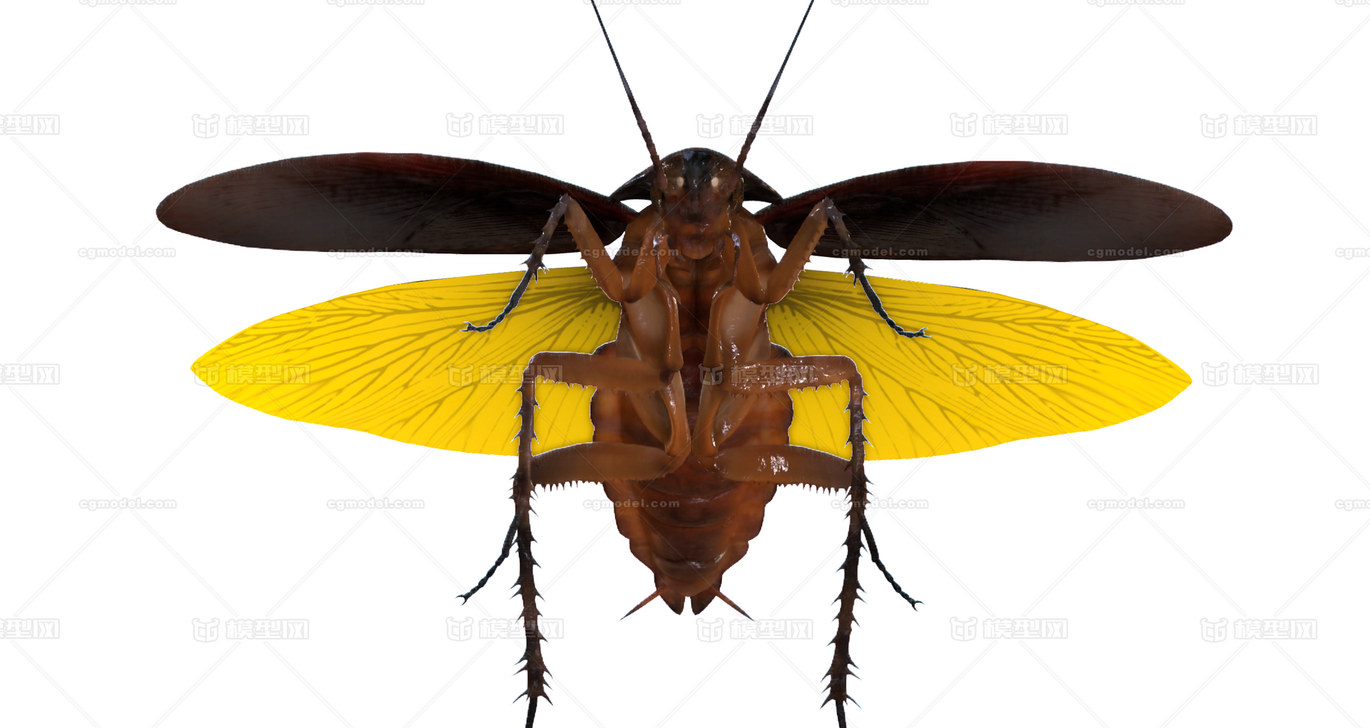 Cgæåç