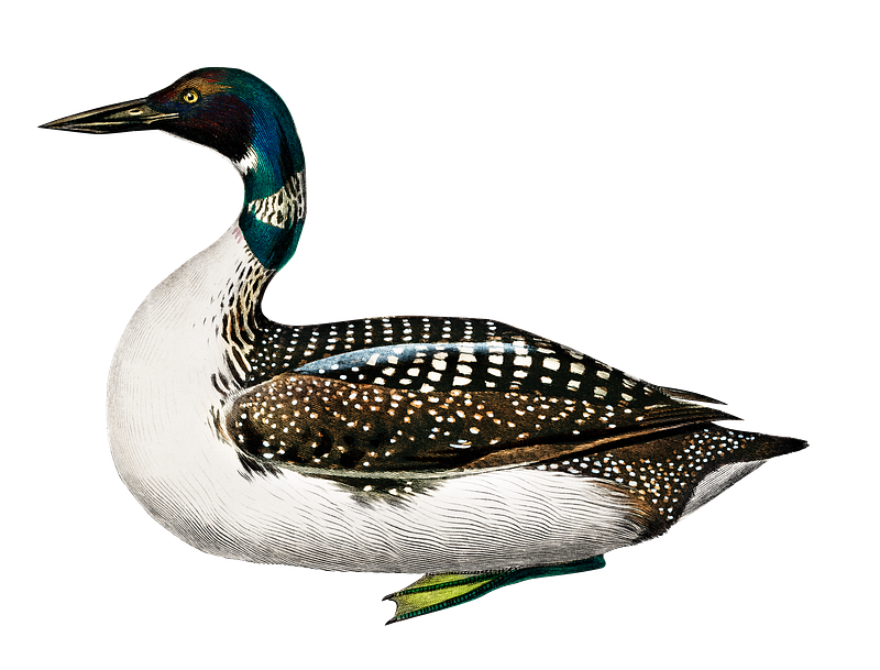 Loon images free photos png stickers wallpapers backgrounds