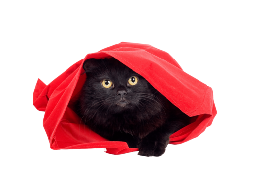 Look at the kitten png transparent images free download vector files