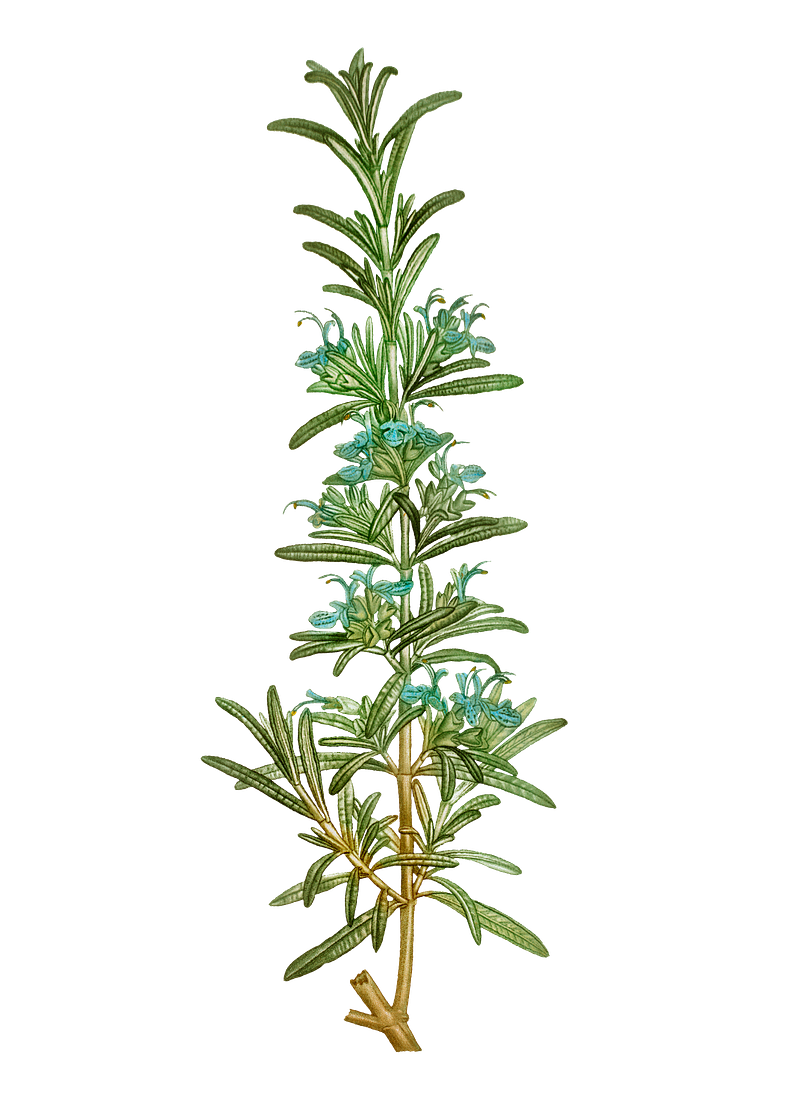 Pierre joseph redoutã rosemary images free photos png stickers wallpapers backgrounds