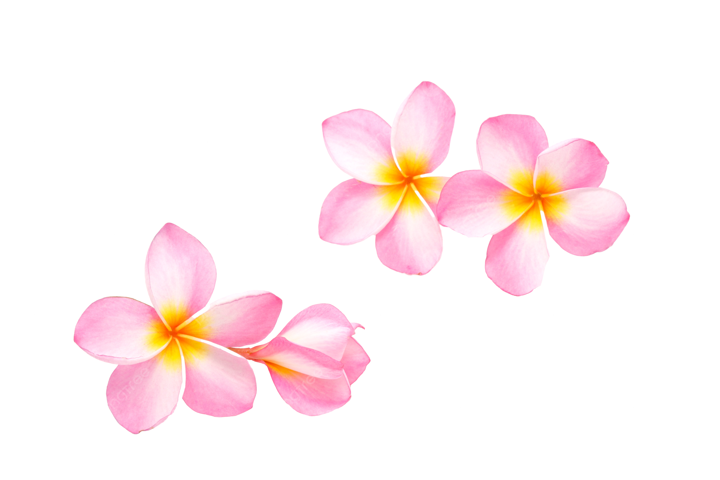 Bunga bali gambar png file vektor dan psd unduh gratis di