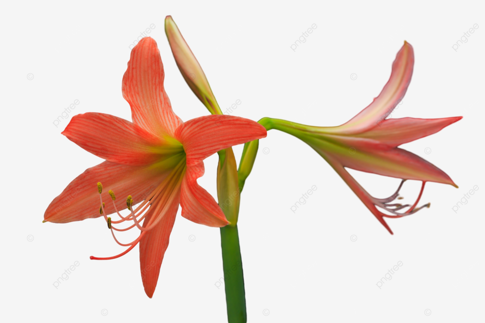 Amaryllis fleur fleur rouge hippeastrum png croissance beautã beau image png pour le tãlãchargement libre
