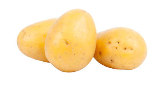 Bulbous plant png transparent images free download vector files