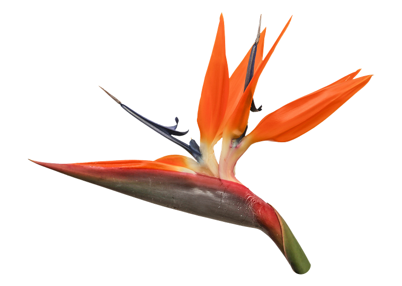 Orange flower free stickers images free photos png stickers wallpapers backgrounds