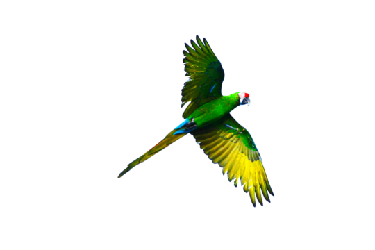 Green parrot png vector psd and clipart with transparent background for free download