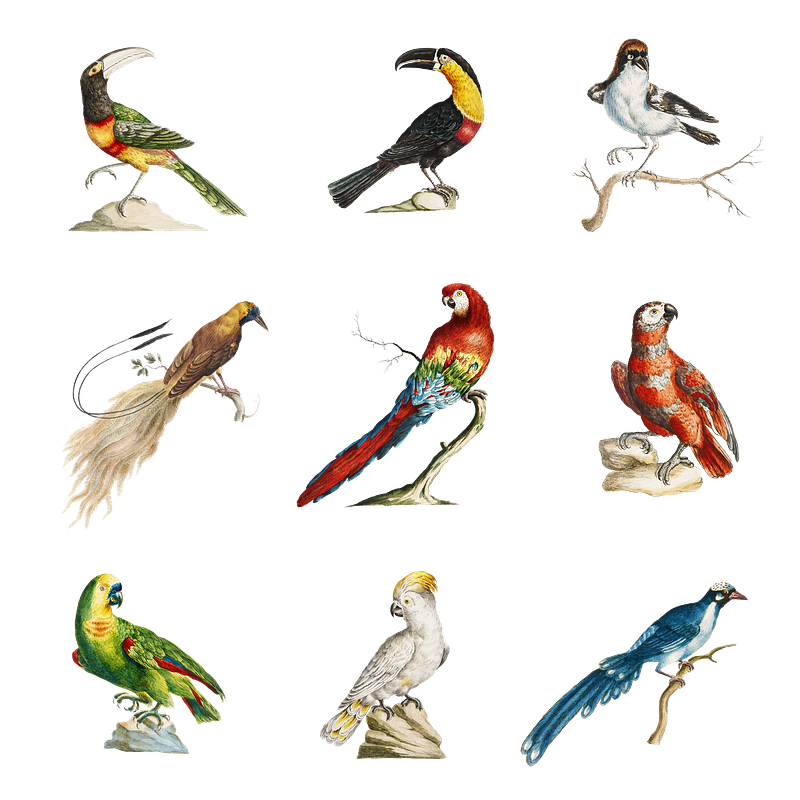 Cuckoo bird illustration images free photos png stickers wallpapers backgrounds