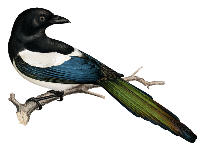 Magpie images free photos png stickers wallpapers backgrounds