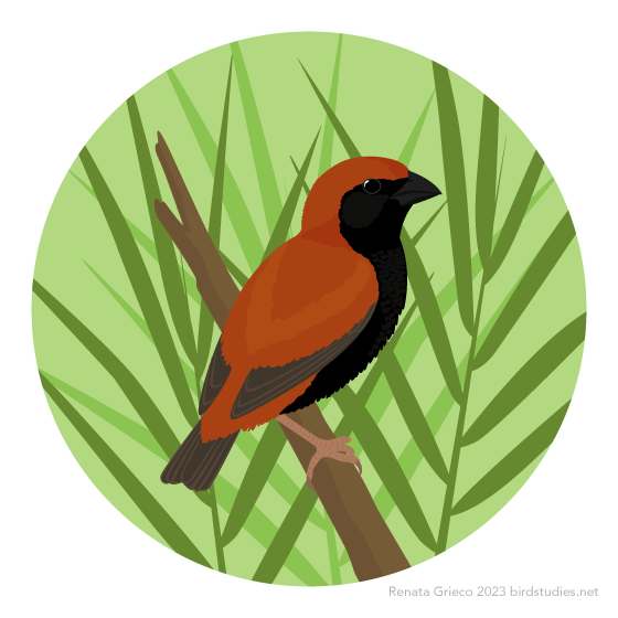 Bird studies