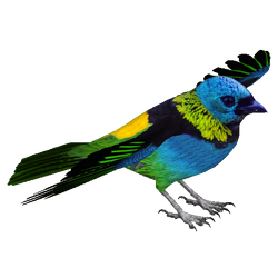 Categorypasserines zt download library wiki