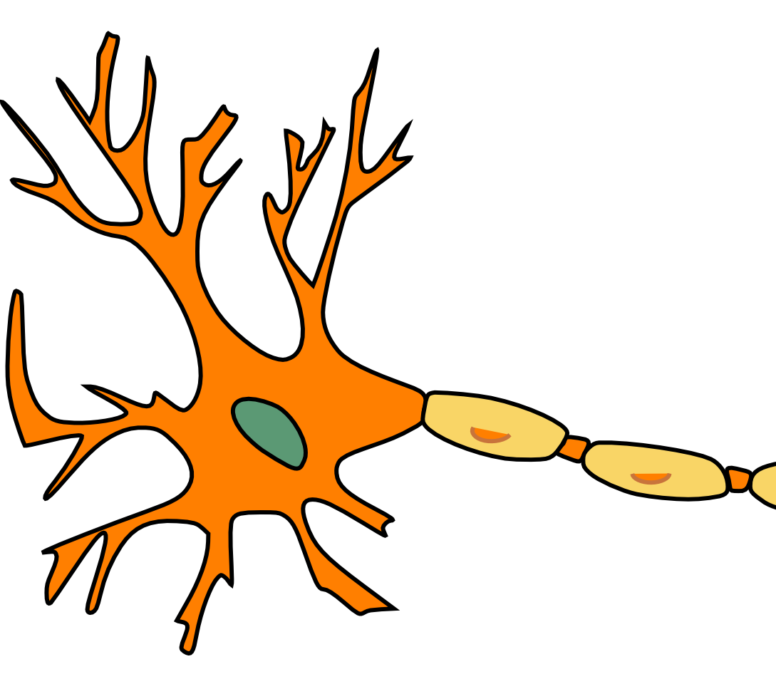Ems primer receptors and the autonomic nervous system
