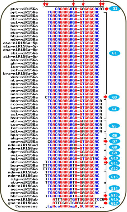 Characterization on the conservation and diversification of mirna gene family from lower to higher plant species based on phylogenetic analysis at the whole genomic level functional integrative genomics