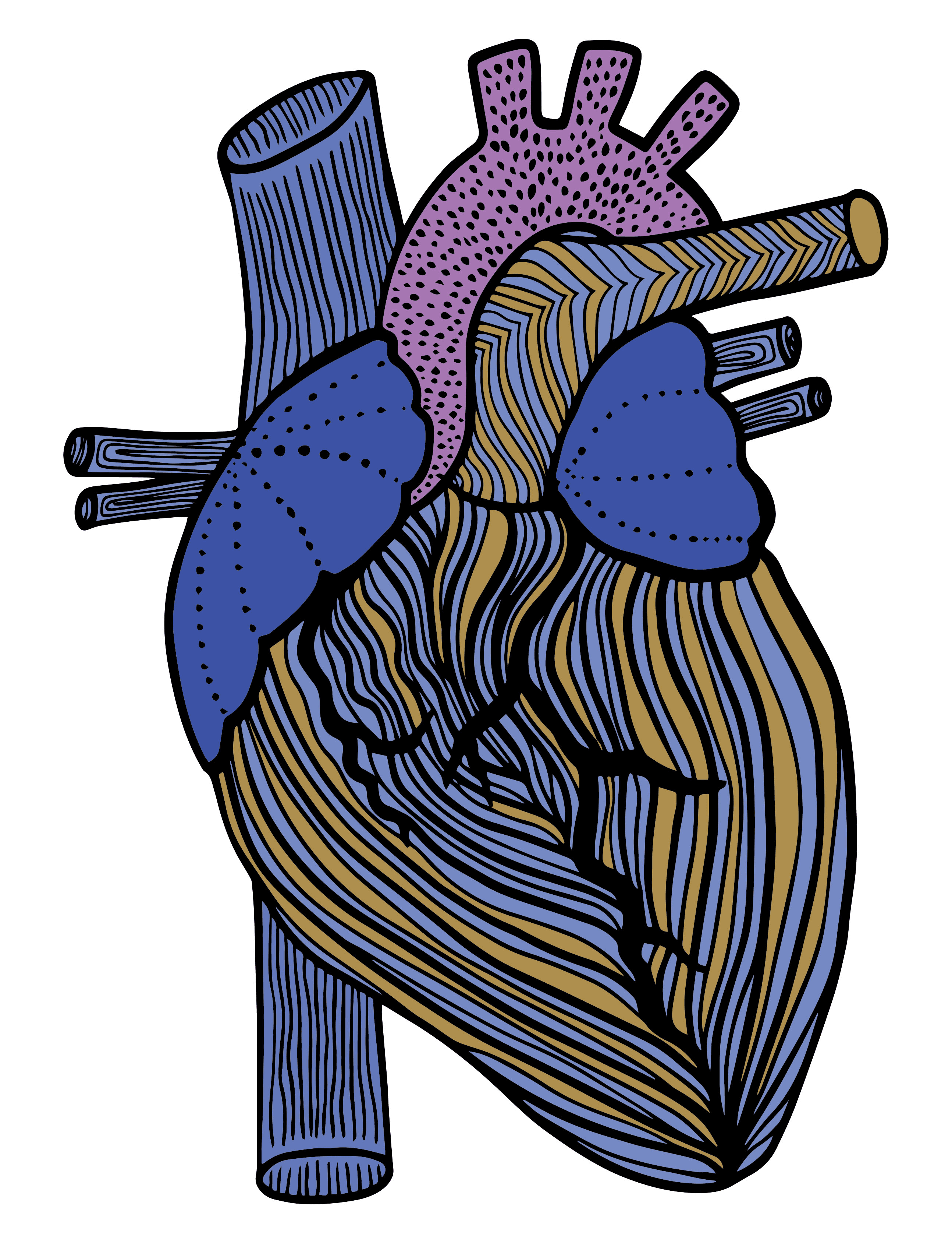 Anatomical hearts