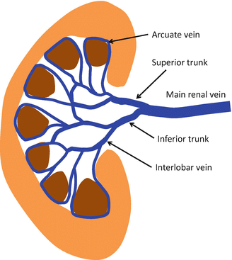 Radiology of kidney transplantation